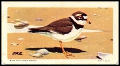 36 Semipalmated Plover
